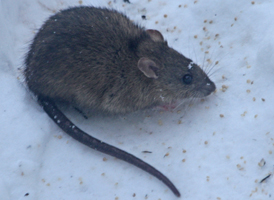 Brown Rat